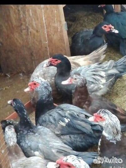 Инкубационное яйцо индоуток и кур доминантов