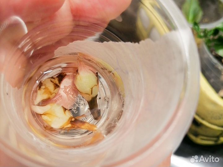 Клубни алоказий Регал шилдс и Блэк вельвет