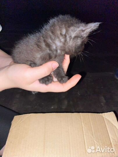 Котята в добрые руки бесплатно