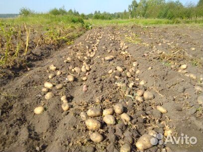 Картофель свойский с бесплатной доставкой