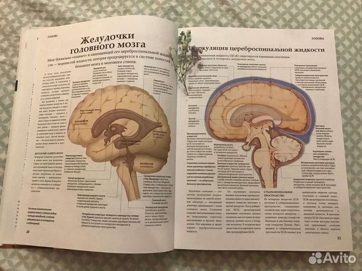 Книги. Анатомия человека. Тело. Как это работает