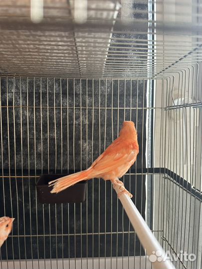 Кенара и канарейки