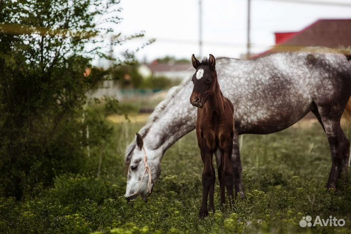 Постой лошадей