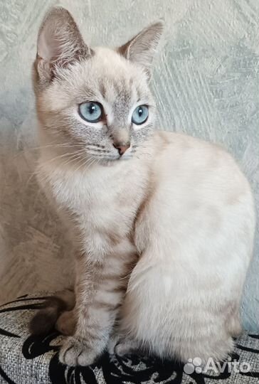 Котята отдам в добрые руки бесплатно