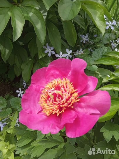 Растения для сада. Пионы. Ито-пионы. Гибриды