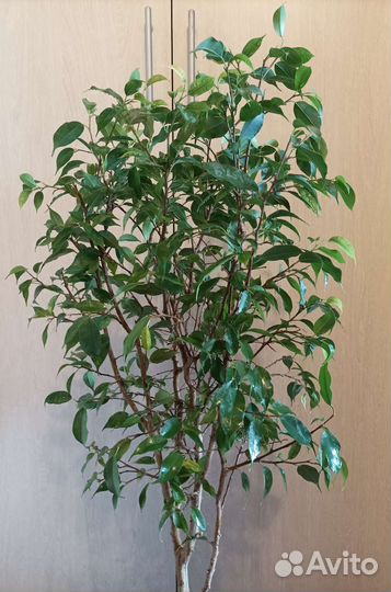 Фикусы взрослые, витые