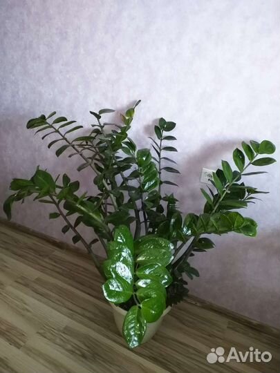 Денежный цветок. Замиокулькас