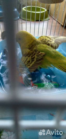 Передержка кошек на время