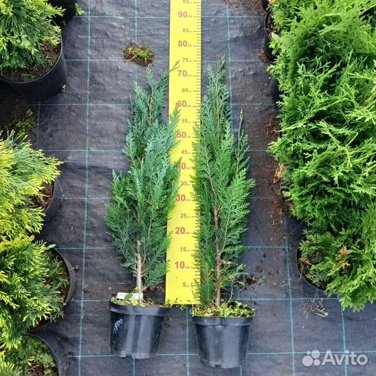 Кипарисовики