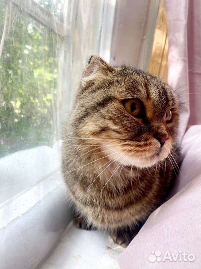Шотландская кошечка Баффи