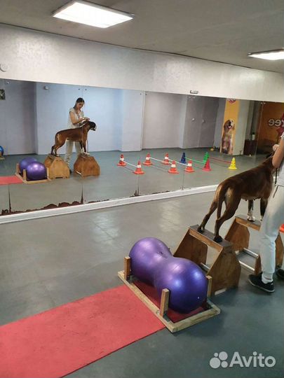 Немецкий Боксёр