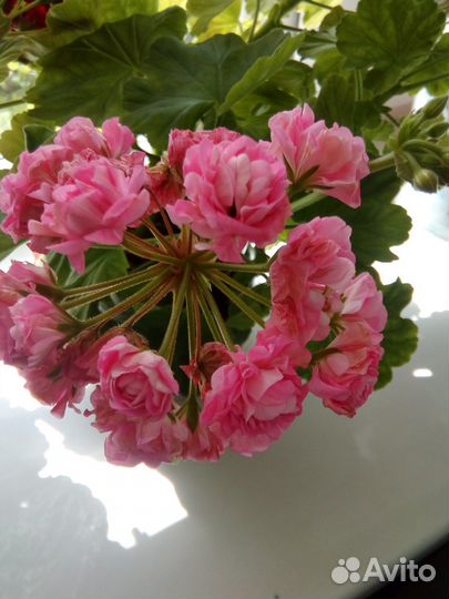 Герань розебудная