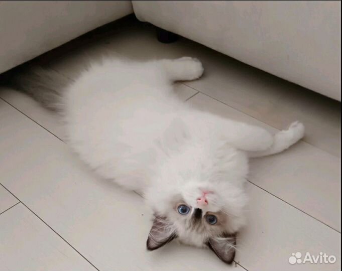 Котята рэгдолл