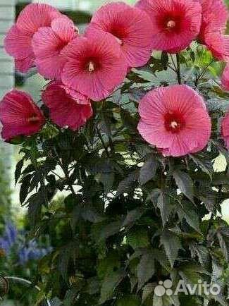 Гибискус садовый розовый и малиновый