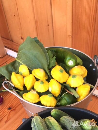 Кабачки и патиссоны домашние