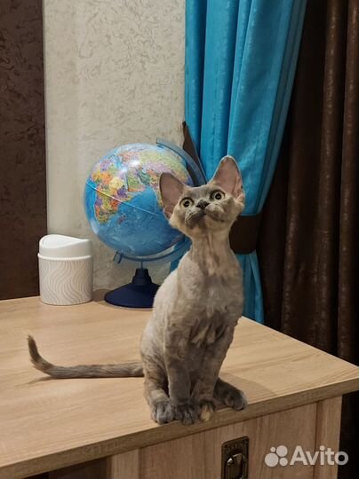 Девон-рекс девочка