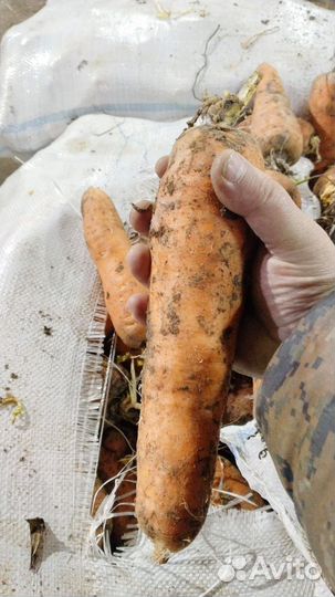Морковь свежая