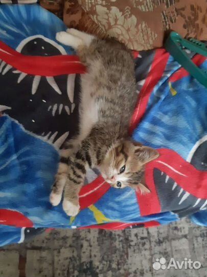 Котята от Шотландской Кошки