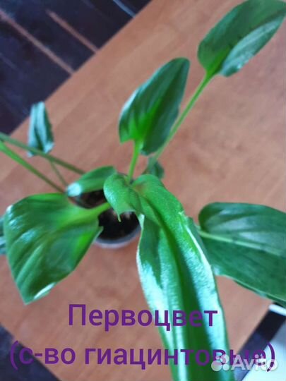 Комнатные растения