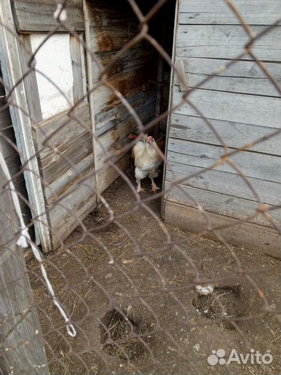 Домашние животные