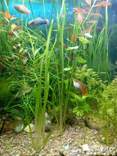 Креветки вишня, хелены, валлиснерия
