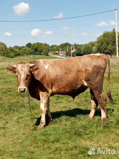Продаётся бык