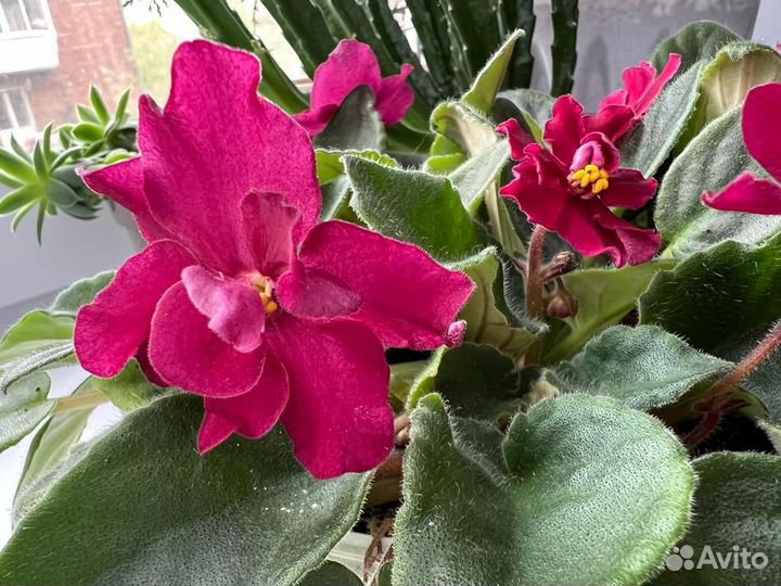 Цветы фиалки