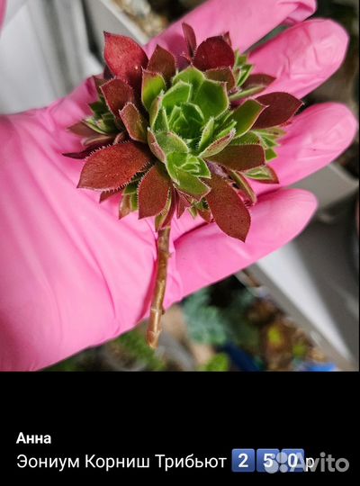 Эониумы aeonium