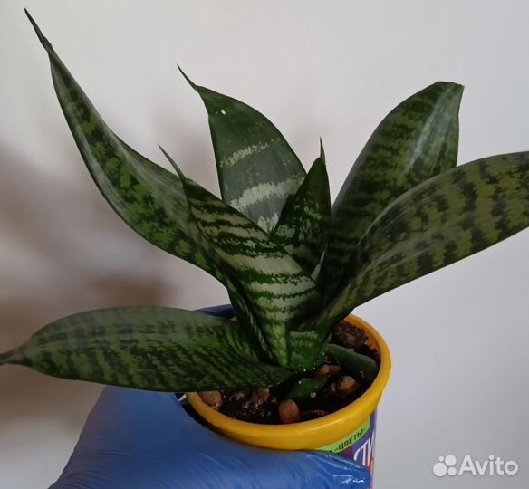 Сансивьерия