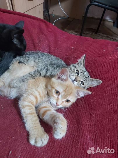 Котята