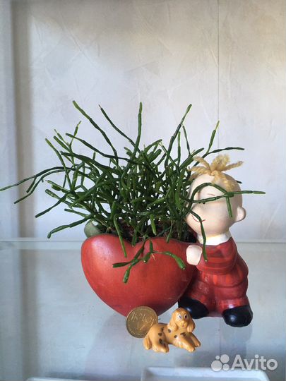 Цветы для офиса