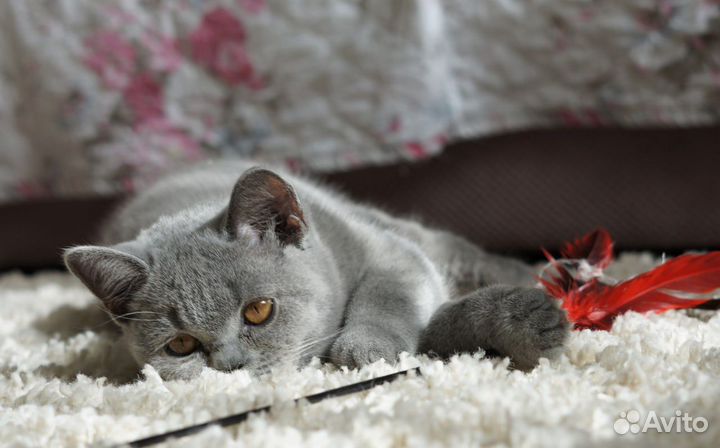 Британские котята