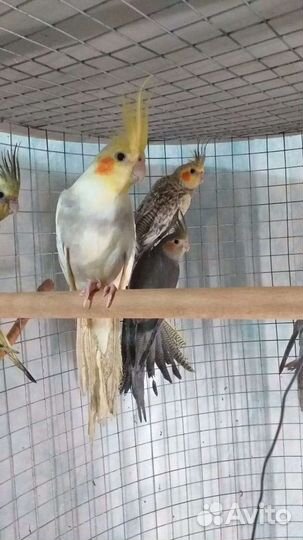 Попугай карелла