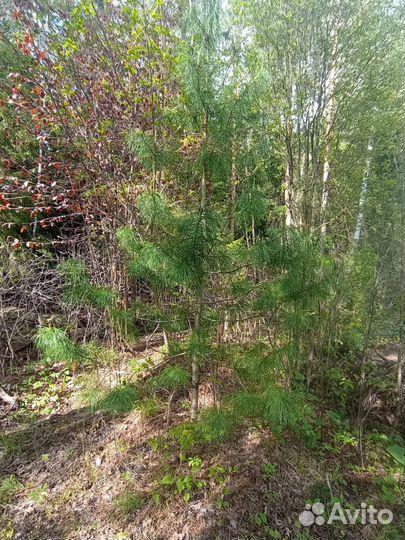 Кедр сибирский саженцы