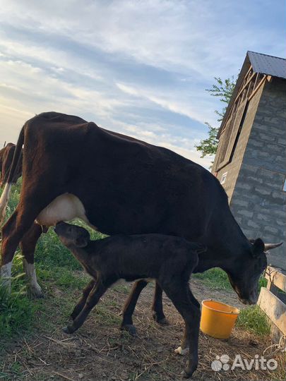 Корова дойная с теленком