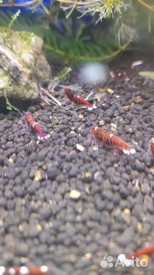 Креветки прл и тайвани