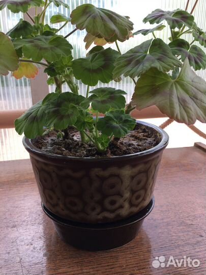 Пеларгония герань