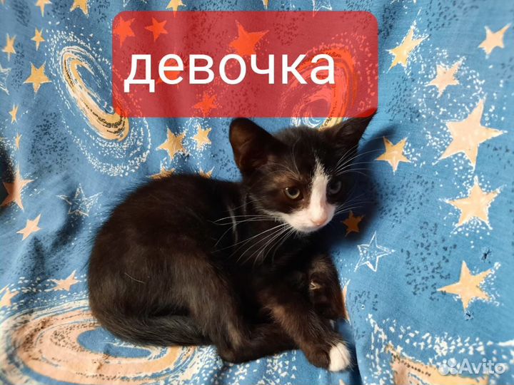 Котята из приюта