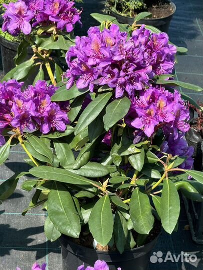 Рододендрон