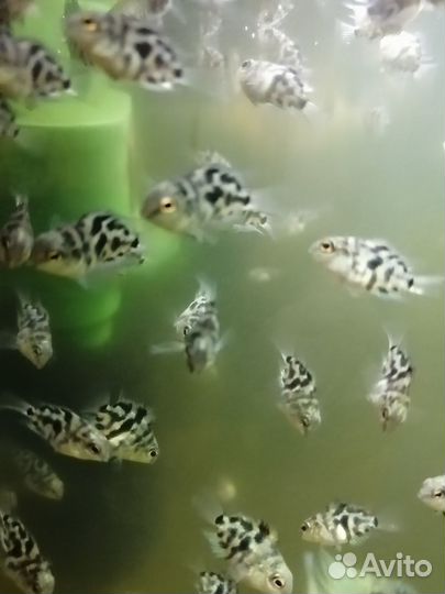 Аквариумные рыбки