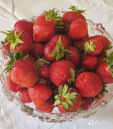 Клубника рассада (усы) 2 сорта