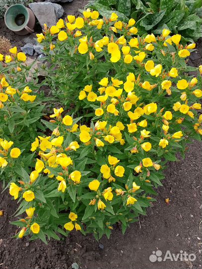 Многолетники