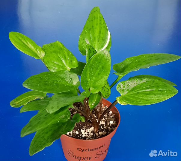 Дримиопсис Пятнистый вариегатный