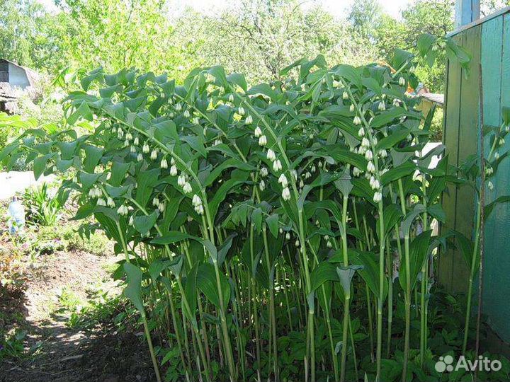 Ирисы, ромашки, колокольчики