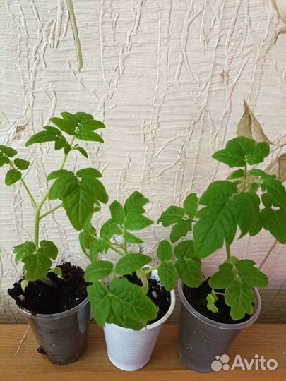 Рассада томатов черри