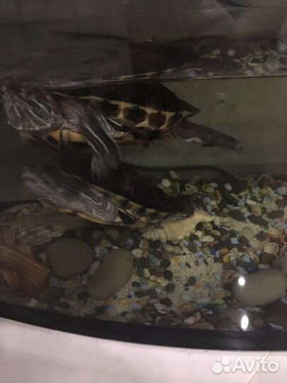 Водные черепахи с аквариумом
