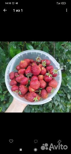 Рассада Клубника Азия,Хоней-40руб. Елизавета - 50р