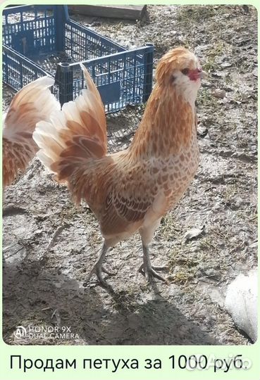 Инкубационное яйцо падуан