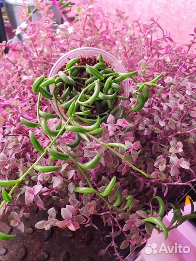 Крестовник