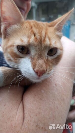 Очаровательный котик-подросток в дар